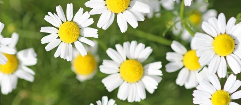 Roman Chamomile: The Gentle Essential Oil for Calming, Healing, and Soothing