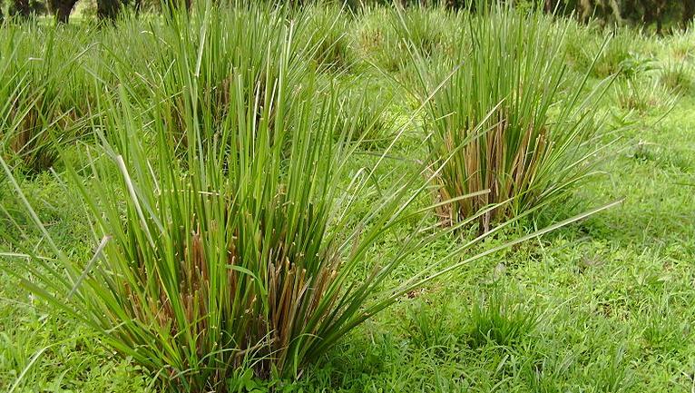 Vetiver: The Grounding Essential Oil for Sleep and Relaxation