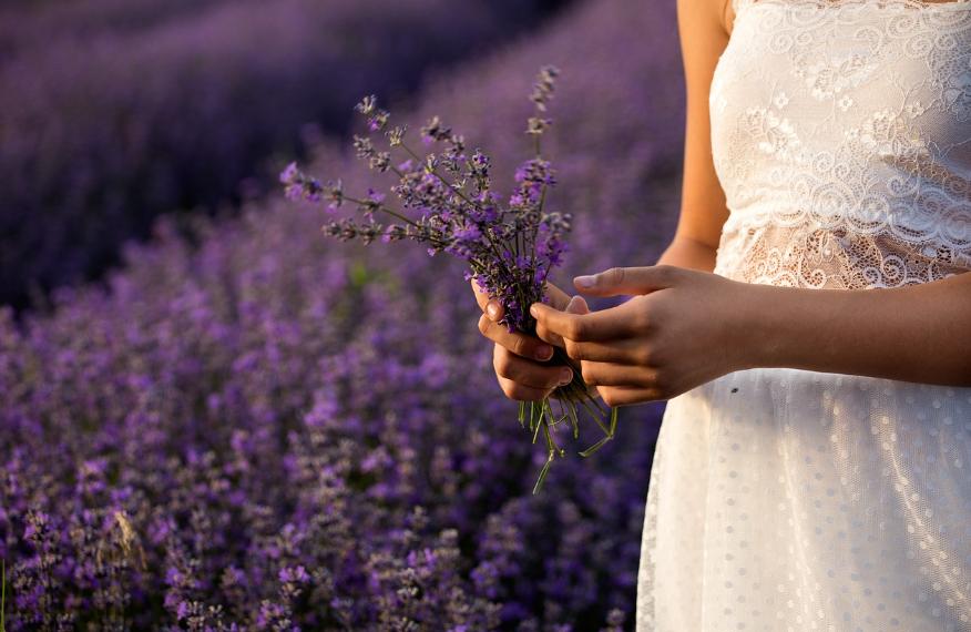ABOUT LAVENDER OIL & THE LAVENDER PLANT