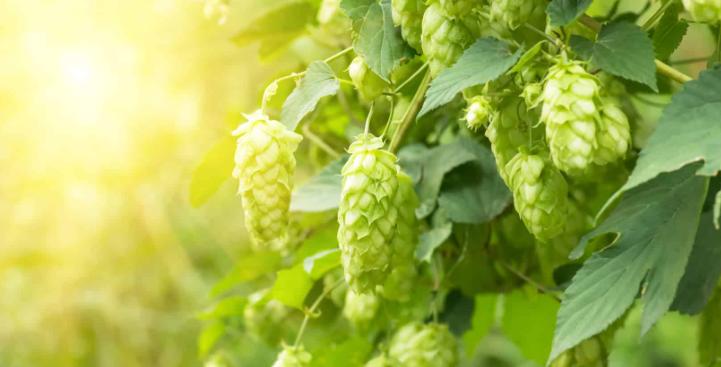 Hops Extract: A Natural Remedy for Restful Sleep and Stress Relief