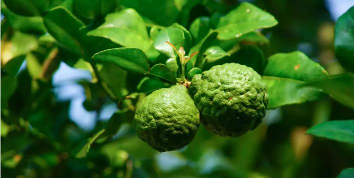 Bergamot Fruit Oil: Balancing and Uplifting Essential Oil for Relaxation