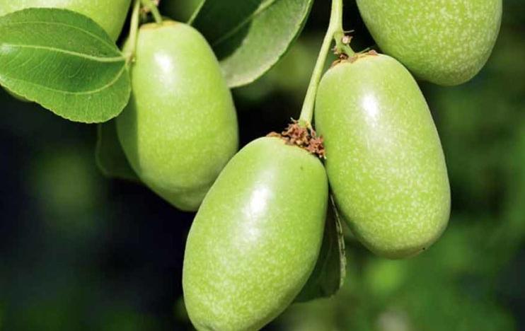 Jojoba Oil: Nourishing and Relaxing Multi-Functional Essential Oil
